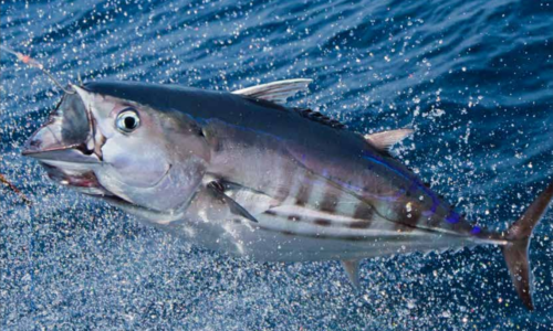 Japanese Pole And Line Tuna Fishery Enters MSC Assessment