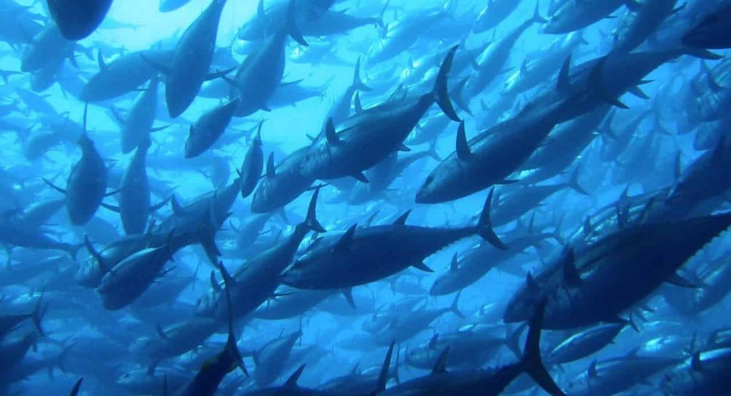 La Nina Disrupts Australian Bluefin Tuna Fishing Undercurrent News