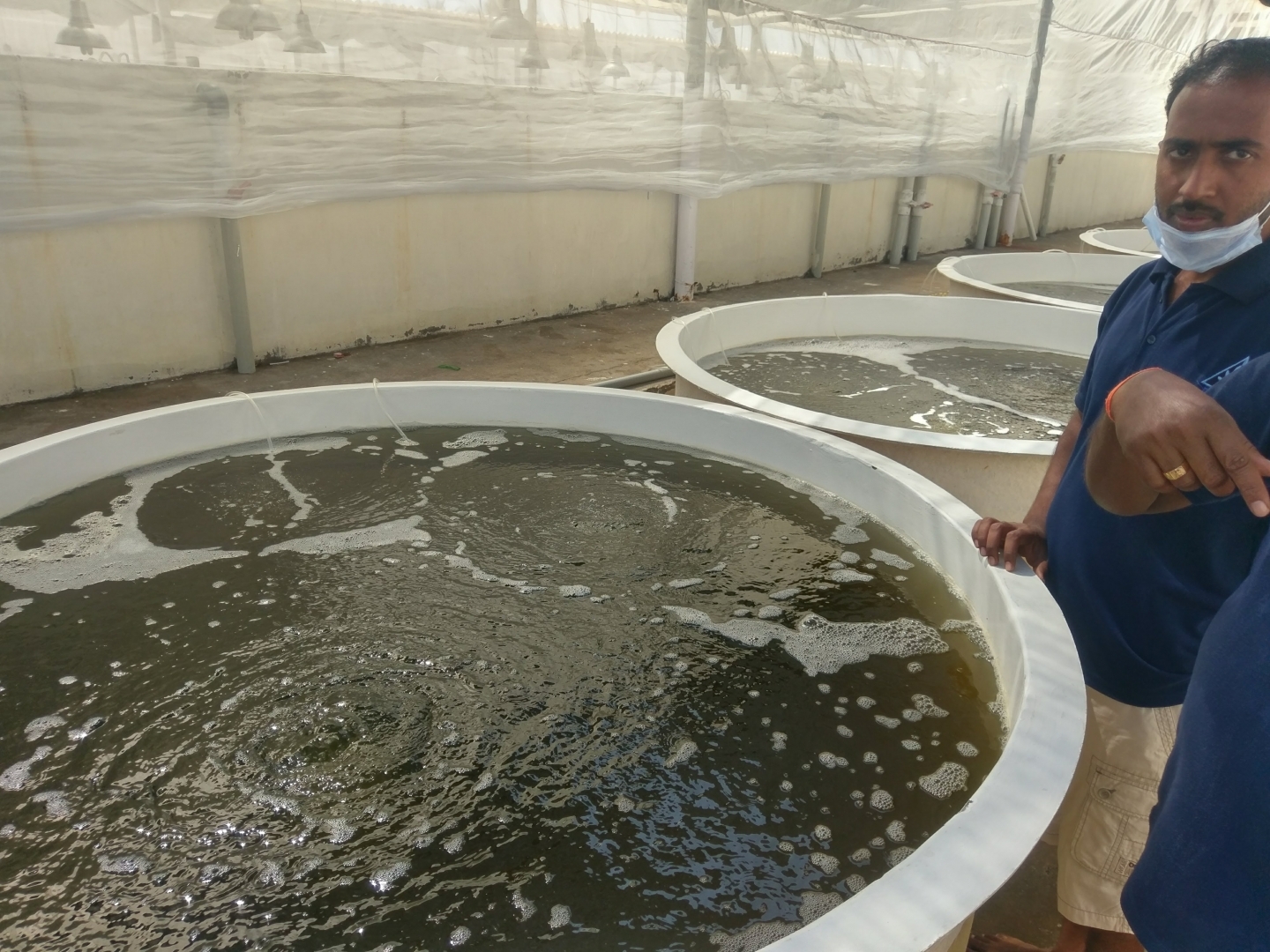 Tour A Shrimp Hatchery In Andhra Pradesh Undercurrent News