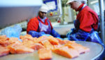 Salmon prices above NOK 40 for fourth week in a row