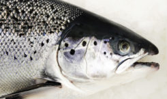 Norway salmon: Price lift for small sizes