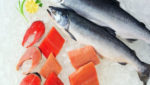 Fresh salmon prices to US recovering