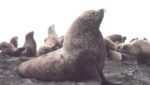 Aleutian Islands fishing restrictions questioned