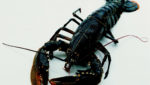 UK lobster hatchery plans to boost stocks