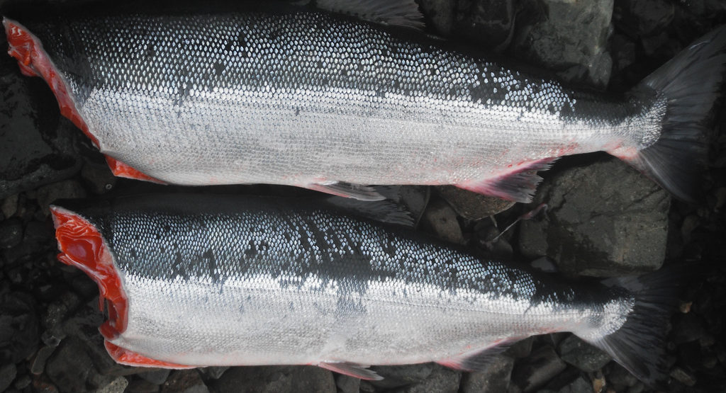 Wild Caught Bristol Bay Alaska Sockeye Salmon