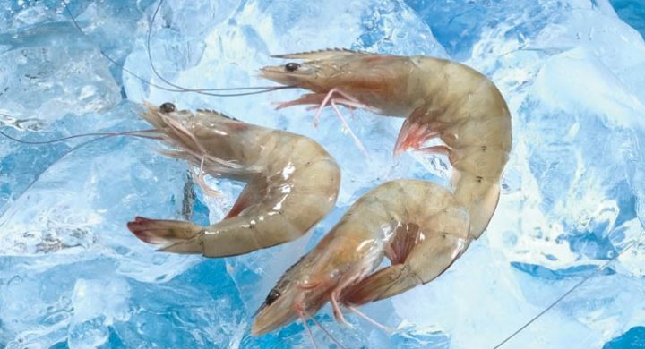 Ecuador posts strong 2020 shrimp production growth despite COVID ...