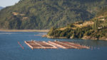 Combining algae and salmon: Chile's aquaculture ripe for innovation, says Rabobank