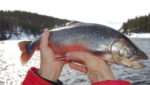 Swedish funds, co-founder take over Arctic char producer