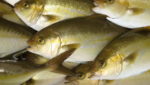 Aquaculture researchers raise Kampachi on zero fishmeal diets