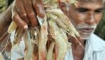 'Gangbusters' India shrimp growth finally expected to slow