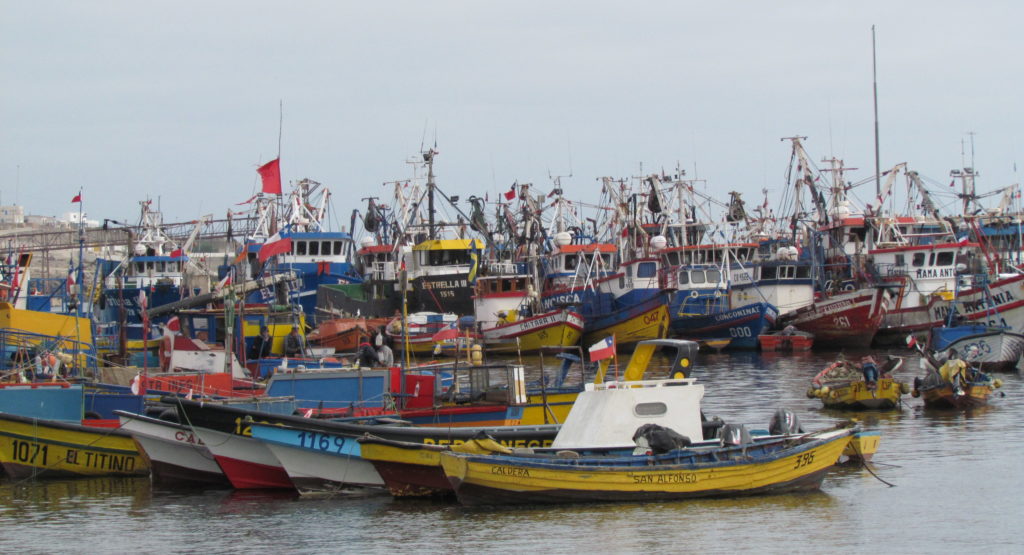 Chile ends sardine, anchovy fishing 29 days early in Valparaiso, Los ...