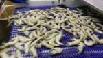 Ecuador touts successful shrimp marine farms trial