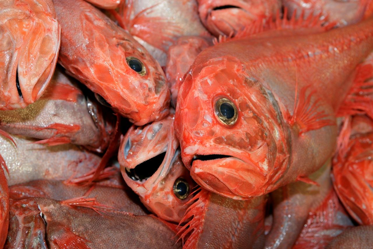 Fishing Snapper China Trade,Buy China Direct From Fishing Snapper