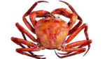 Atlantic deep sea red crab venture launched