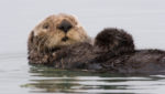 Californians fear otter ban lift will hit shellfish trade