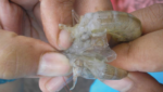 Report: ‘Complacency’ in shrimp aquaculture caused EMS spread