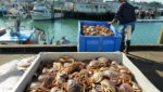 California Dungeness crab season kicks off; set for lower harvest