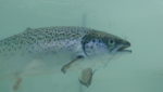 Sea lice here to stay, Ewos cautions top Chilean salmon companies