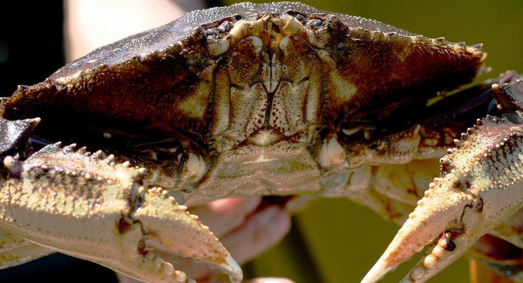 B.C. crab fishers tagged with $287,000 in penalties, first-time