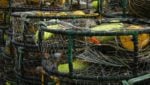 Dungeness crab fishing, California