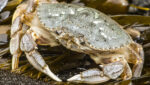 Through the roof Dungeness crab prices, poor fishing, chasing markets away