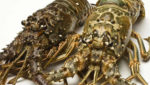 Jamaican exporter inks 100,000lb lobster deal with Red Lobster supplier