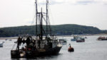 Maine's fish species move north as climate warms up