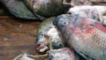 Tilapia Lake Victoria Uganda