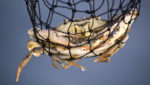 Blue crabs in net