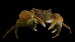 Asian shore crab