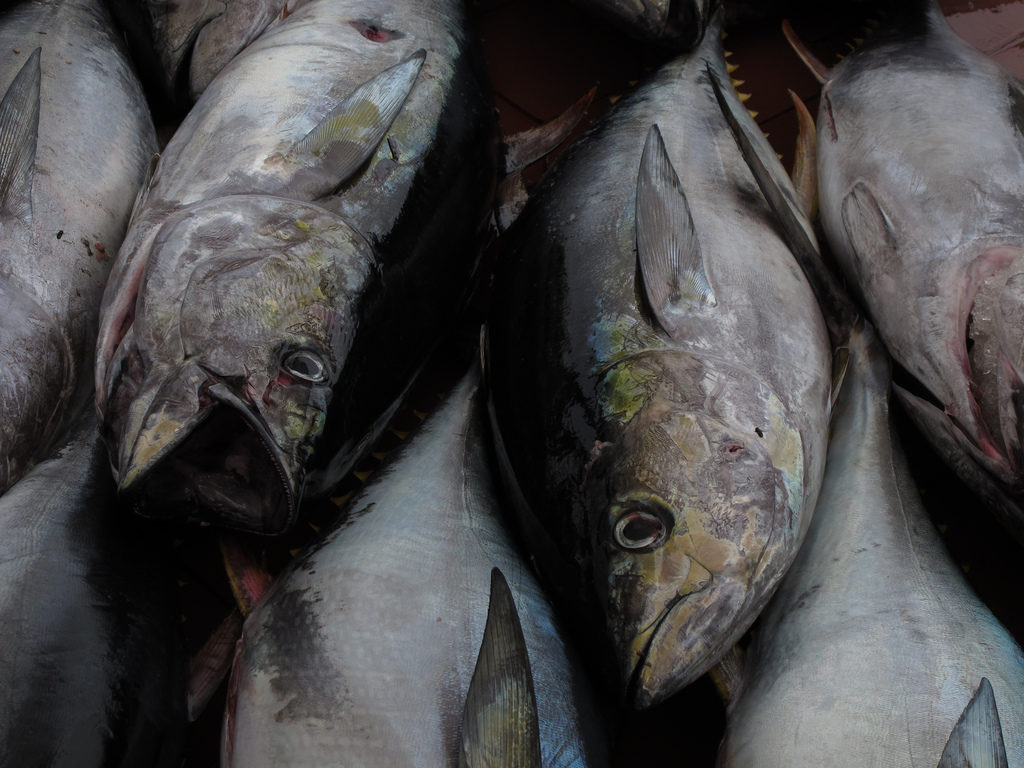 Ecuador tuna supplier invests $8.5m in plant, fleet - Undercurrent News