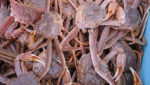 Alaskan industry wants crab included in federal illegal seafood tracing list