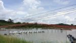 Thai shrimp farm