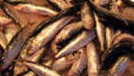 Herring, Valencia market, Spain