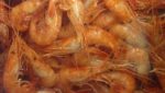 Sofrimar common prawn