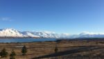 Mt cook alpine salmon