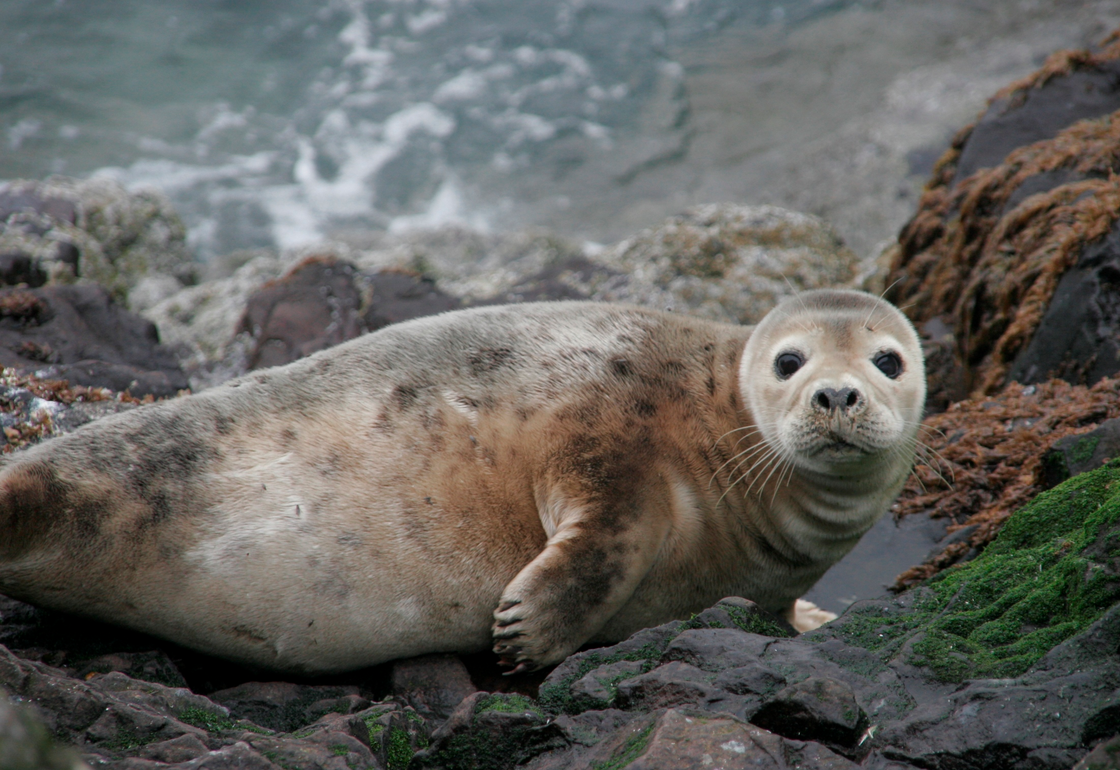 Scottish salmon farmers shooting more seals in 2017 - Undercurrent News