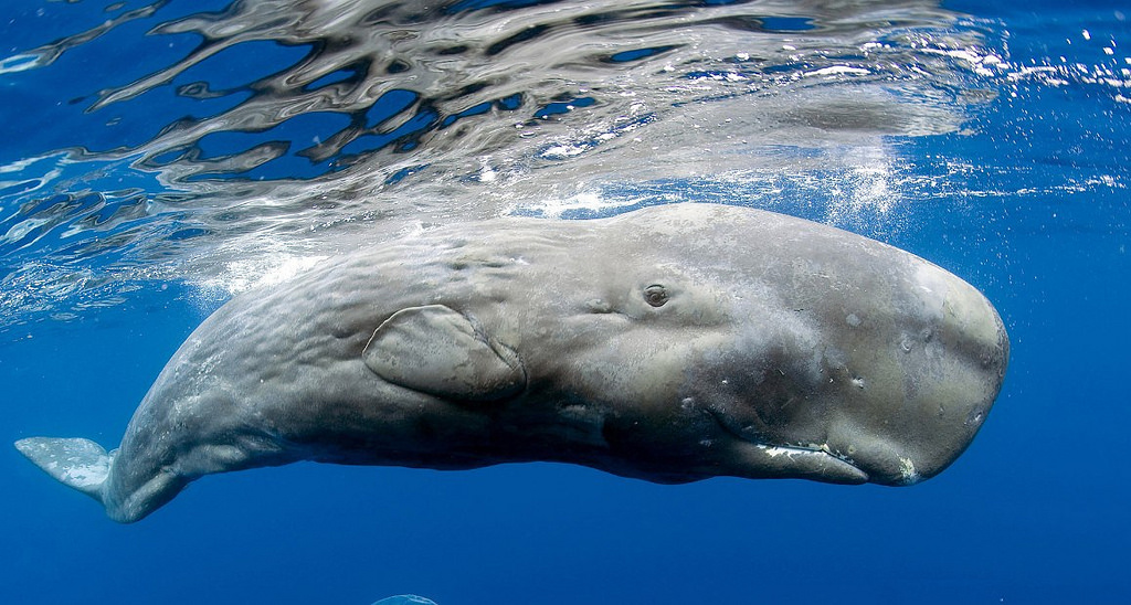  Sperm whale