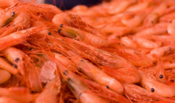 Canadian coldwater shrimp