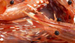 spot prawns