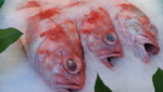 Fish labeled as red snapper are seen on ice in a fish market.Margaret Siple/University of Washington