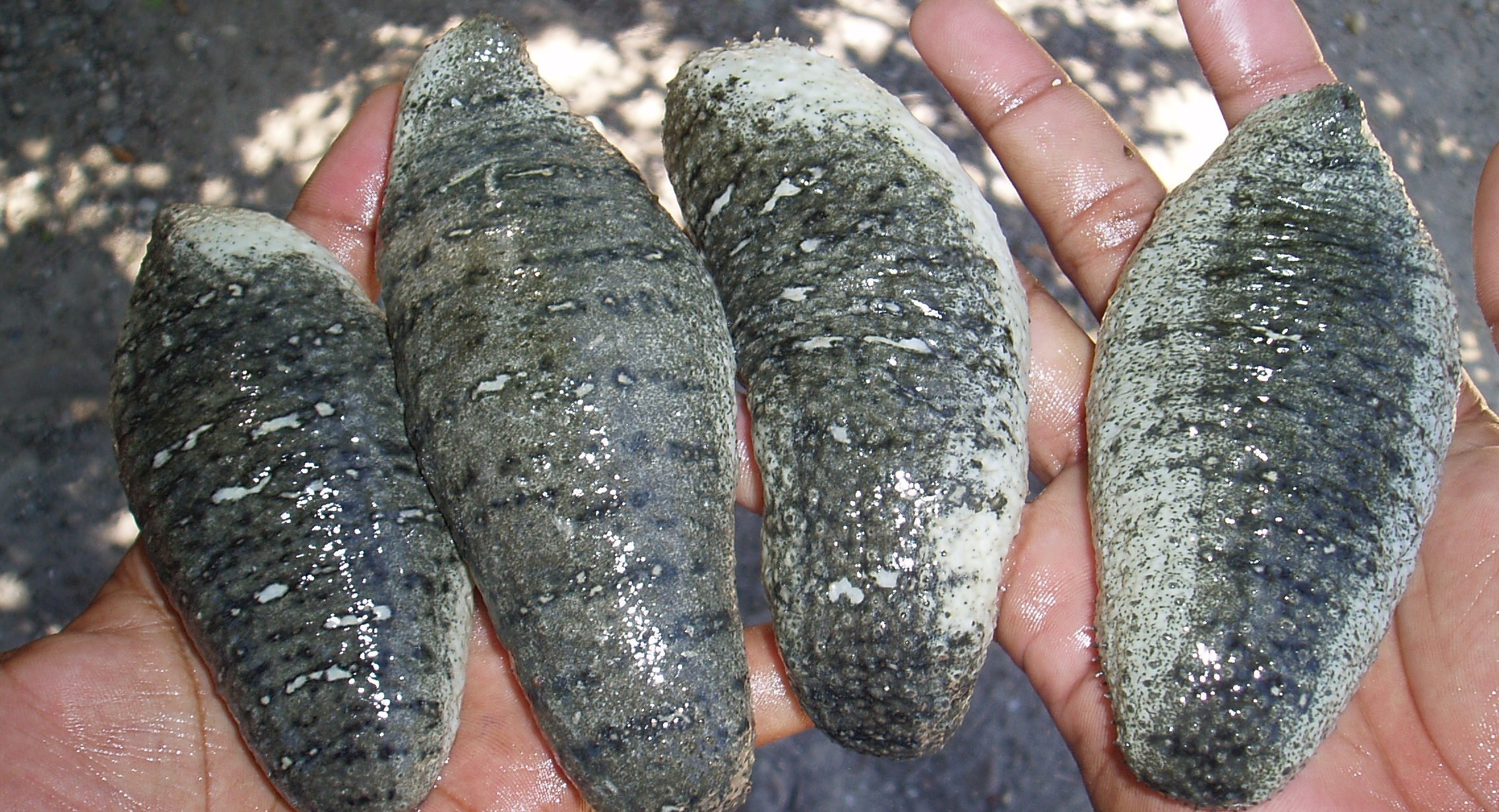 IMPORTANT: This is a tropical Sandfish sea cucumber (Holothuria scarab), not a Canadian sea cucumber.