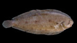 Common sole