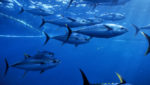 Yellowfin in Pacific ocean, Mexico. Credit: WWF