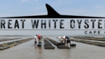 Cape Cod Oyster Company