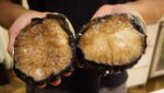 A Chinese chef holding blacklip Australian wild abalone. Credit: AWA on Facebook