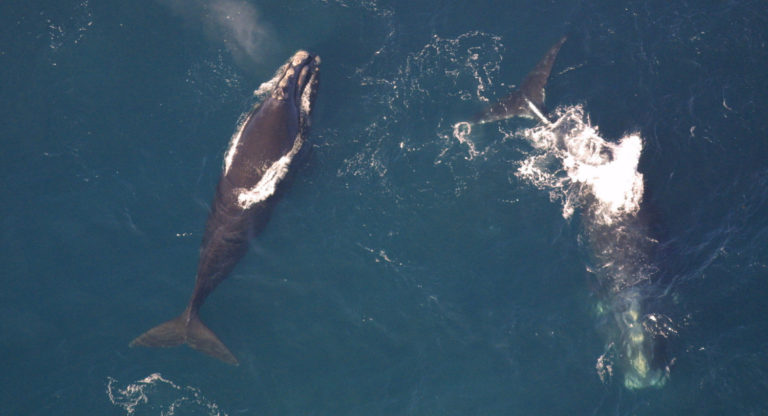 noaa-gives-foreign-fisheries-4-years-to-detail-marine-mammal