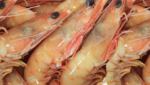 Australian wild shrimp