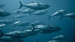 Bluefin tuna. Credit: Europeche