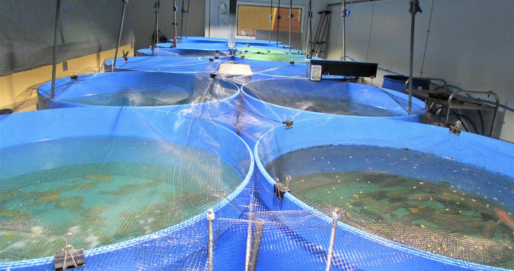 UK 'genetically male' tilapia hatchery set for vast expansion ...